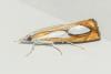 Catoptria pinella